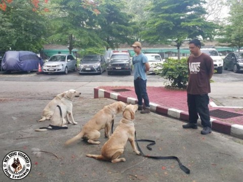 โรงเรียนฝึกสุนัข กรุงเทพ รับฝึกสุนัขเชิงบวกทุกสายพันธุ์